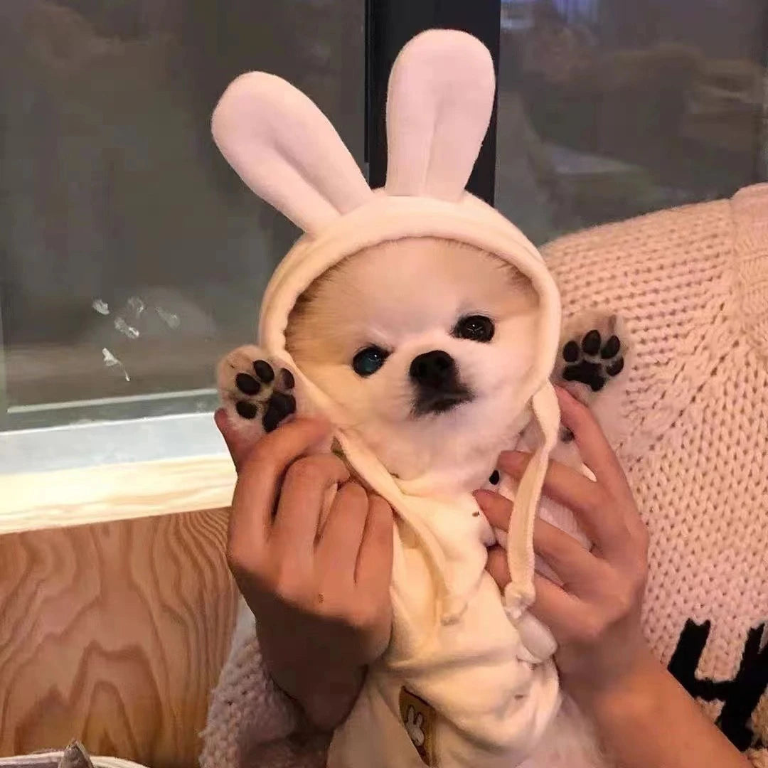 Pet Hooded Ear Hoodie Dog Clothes for Autumn and Winter Teddy Bear Pet Pullover Hoodie Cute Base Shirt Puppy Clothes