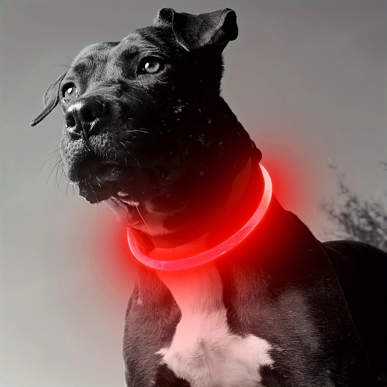 Pet Dog LED Light Collar Luminous Anti-Lost Dog Collar Pet Collar USB Rechargeable Dog Necklace Collar